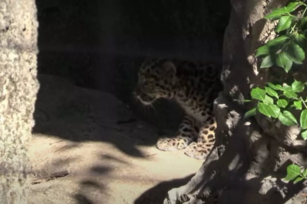 Watch As Missouri Zoo Cubs Venture Outside For The First Time