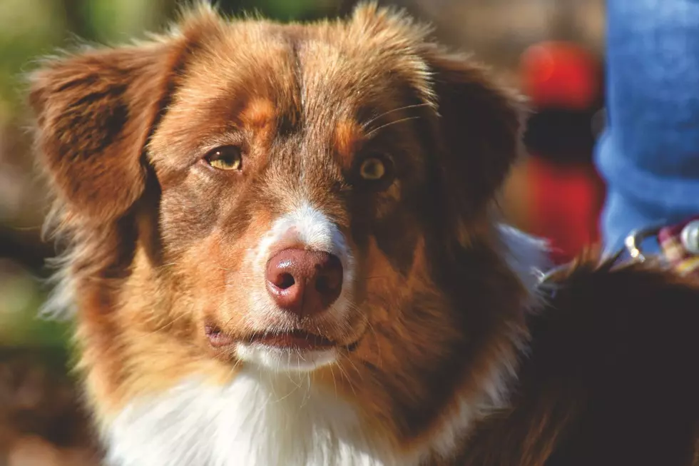 Don’t Forget October is ‘Adopt A Pet’ Month