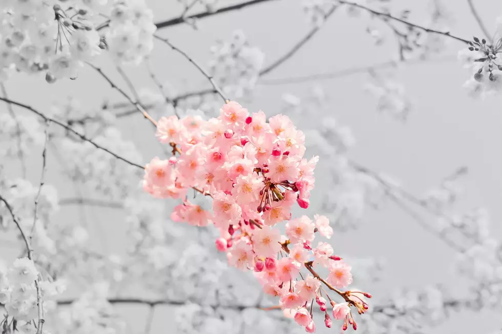 Missouri Town Known for Having the Largest Cherry Blossom Fest