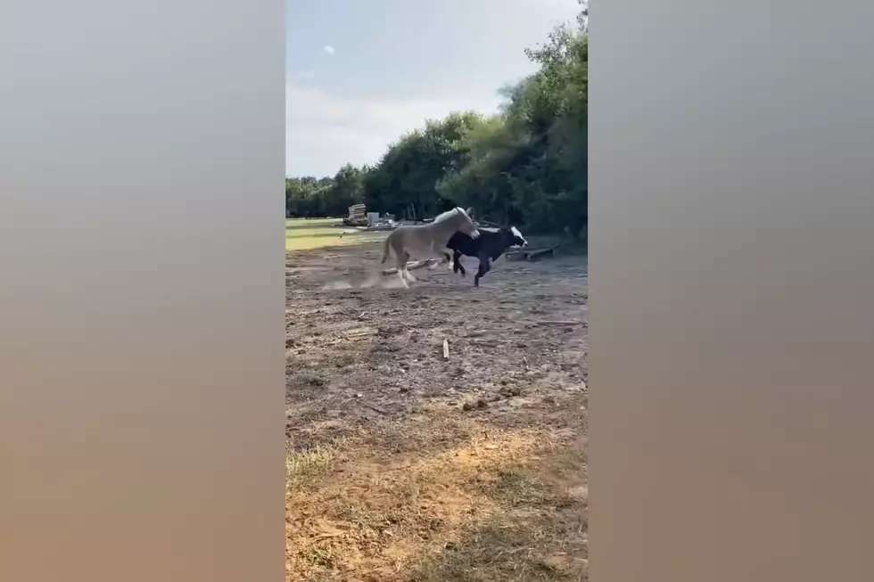 Identity Crisis – This Mule Thinks He’s a Horse and Herds Cows