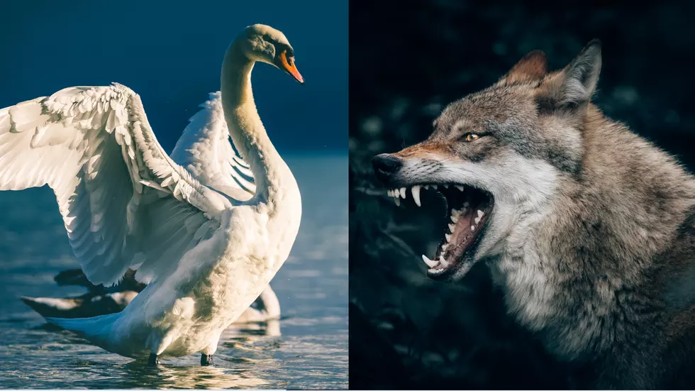 Watch a Missouri Swan Have a Stare Down with a Missouri Coyote