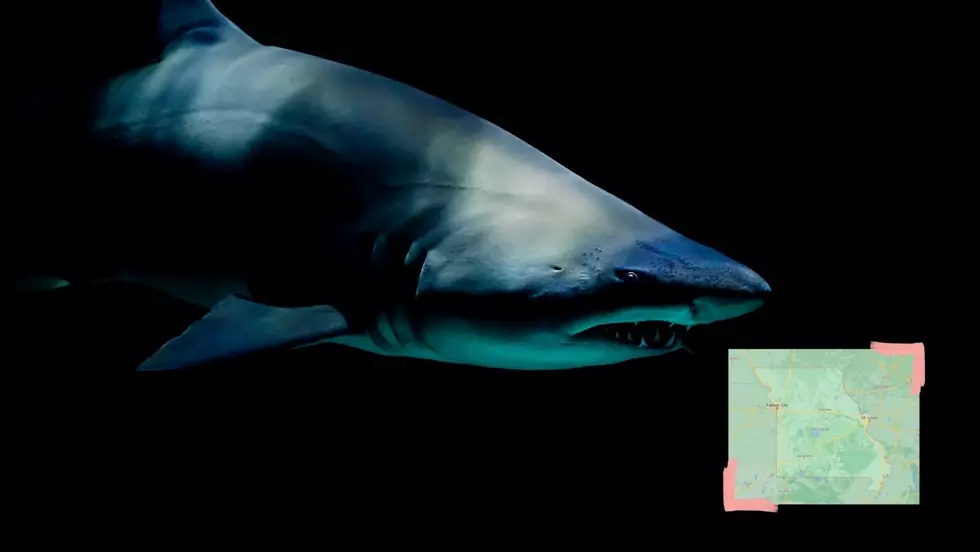 The Shark Attack in Missouri That Really Wasn’t the Shark’s Fault