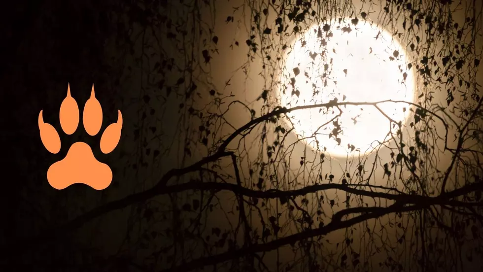 The Possibly True Urban Legend of the Missouri Werewolf