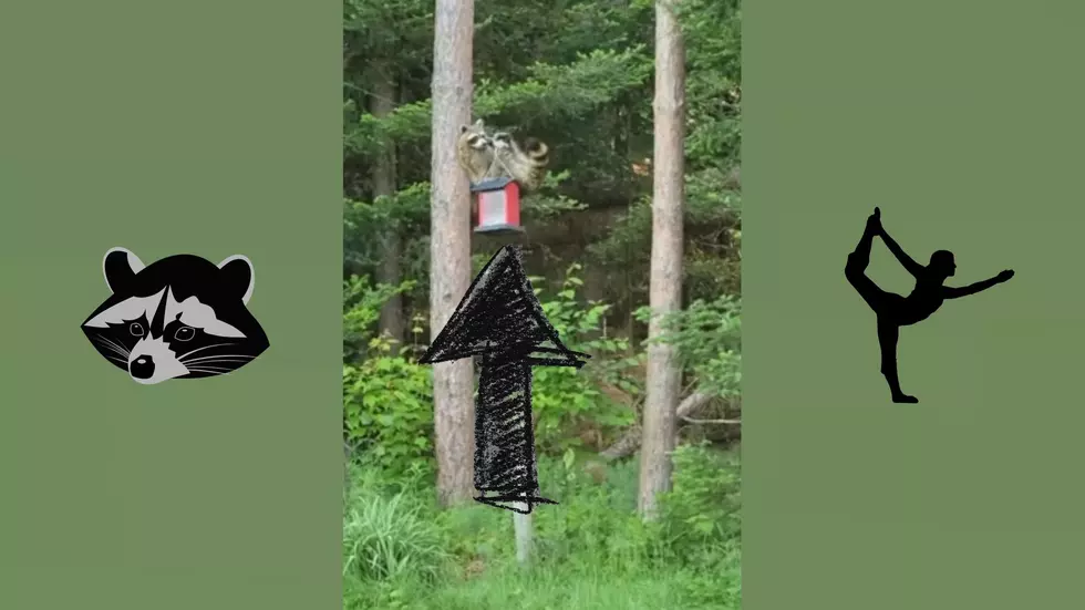 Watch a Midwestern Raccoon Become a Gymnast to Get a Bird Feeder