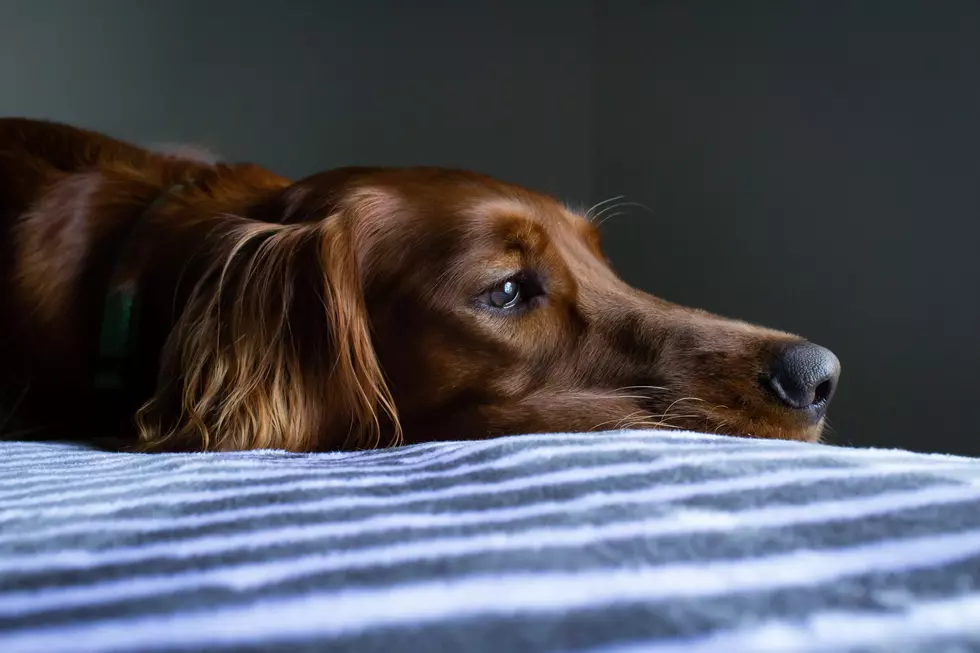 Feds Investigating a Mystery Illness Killing Midwestern Dogs