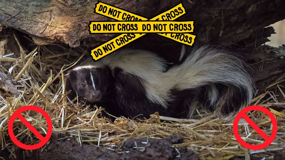 20 Wild Animals, Some Deceased, Removed from Illinois Home