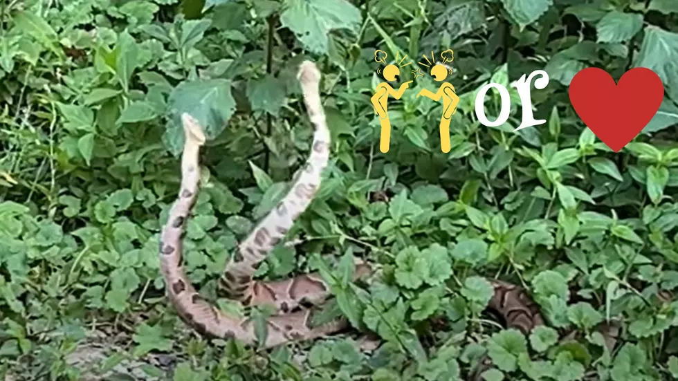 Are These St. Louis, Missouri Copperheads Fighting or Loving?