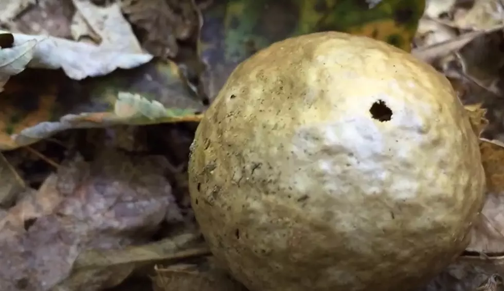 Nature Reliance via YouTube