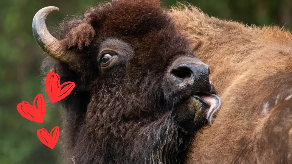 The Most Romantic Walk in Illinois Includes Bison?