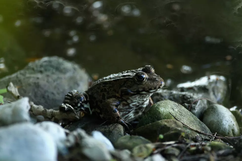 Frog Days of Summer Coming