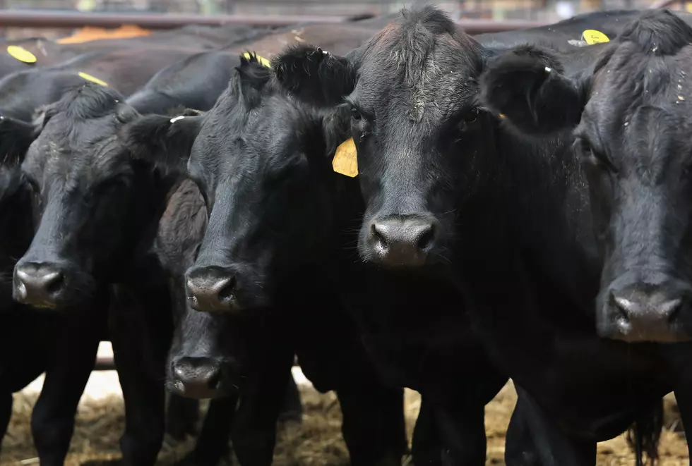 One Injured in Crash Involving a Car and Cattle Near Hurdland