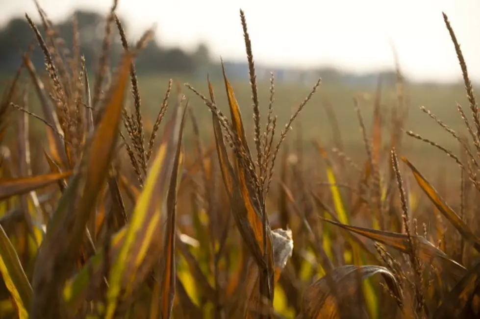 Federal Drought Aid Approved for Missouri Farmers