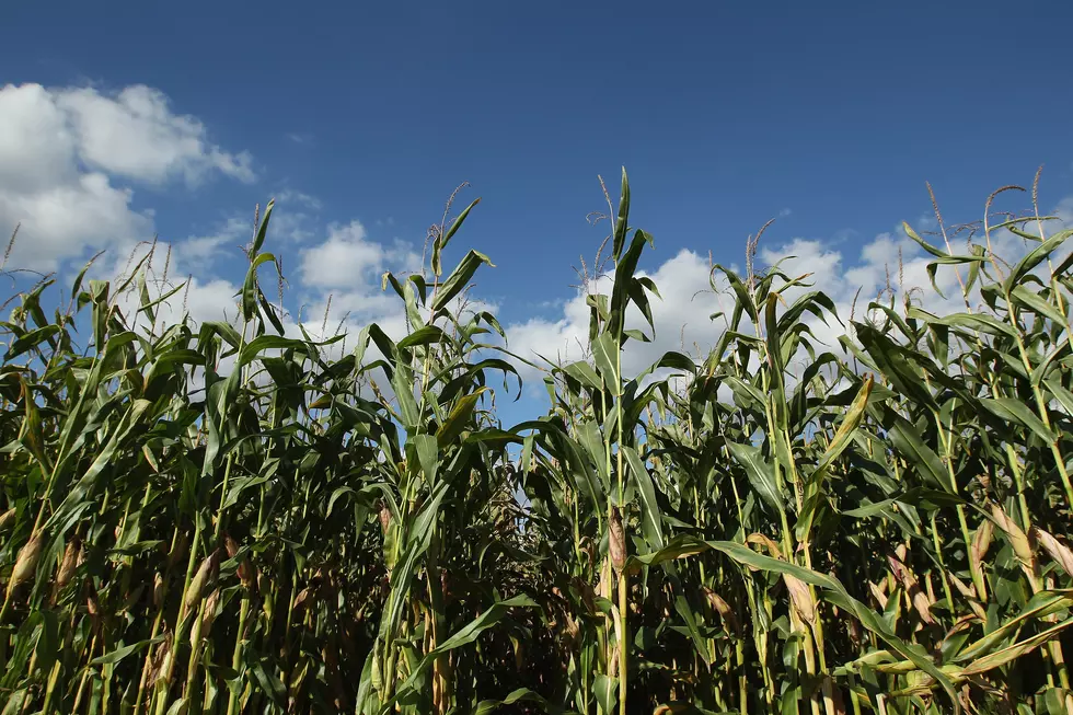 USDA: Illinois Corn, Soybean Harvests Slog Along