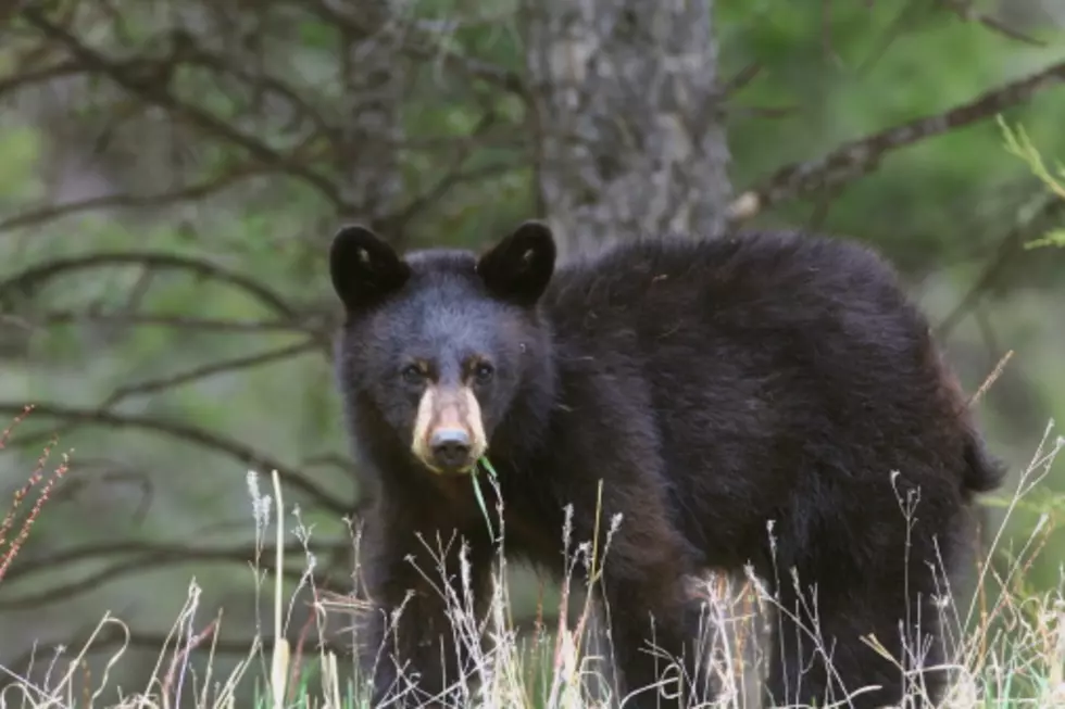 Authorities Kill Black Bear in Eastern Missouri