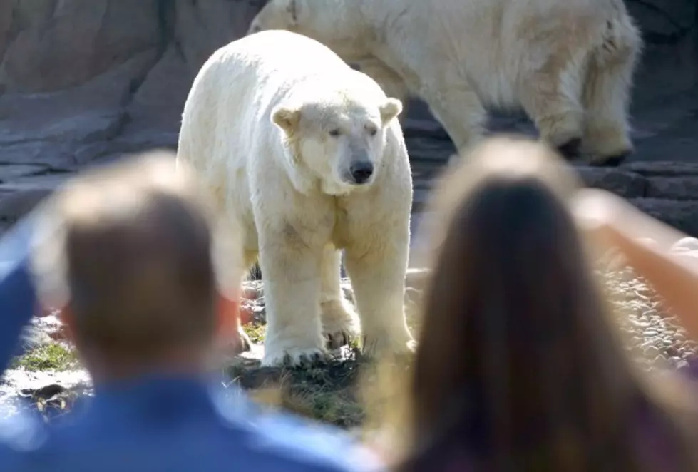 Polar Bear