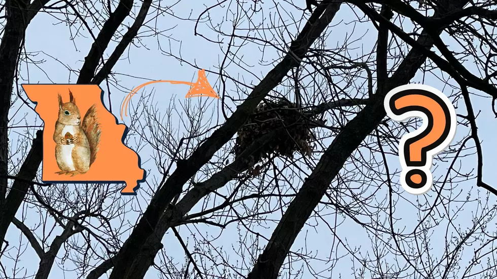 What Do Missouri Squirrels Know About This Winter That We Don’t?