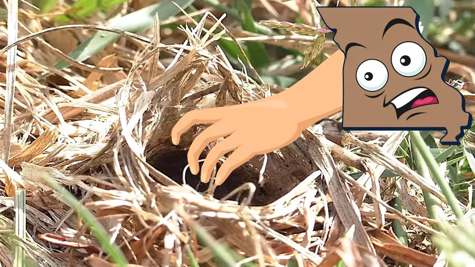 Holes Appearing in Missouri Yards – Do Not Put Your Hand in There