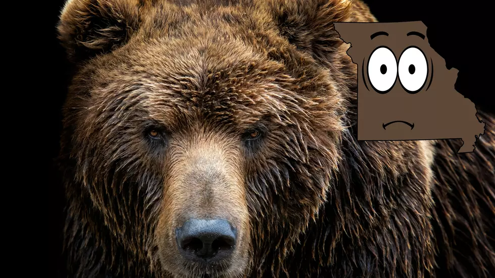 Missouri is Warning You that Bears are Now Awake and Very Hungry