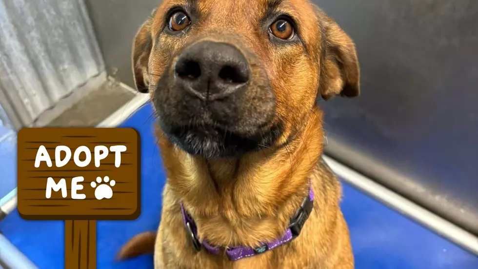 Ethel is a Sweet Girl Who Loves Going for Walks and Needs a Home