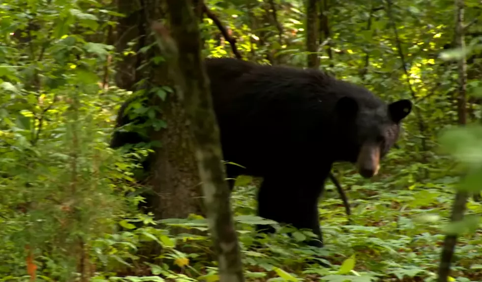 Black bear on the move in Missouri.