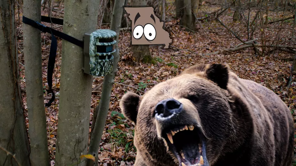 A Missouri Black Bear Got Up-Close-And-Personal with a Trail Cam