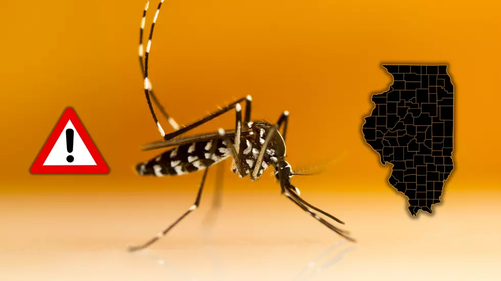 Illinois Warns of Disease-Carrying Mosquito with a Vicious Bite